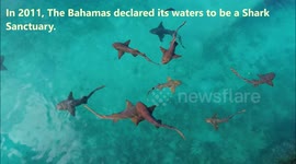 Feeding Bull and Nurse Sharks at Cape Eleuthera, The Bahamas recorded by Drone
