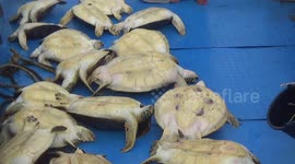 Indonesian officials release 23 smuggled green sea turtles in Sulawesi