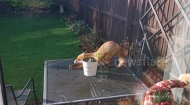 Cheeky fox relaxes on garden table