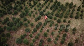Spectacular drone footage shows 18,000 Christmas trees growing on sprawling country estate in UK