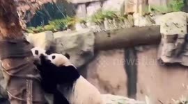 Giant pandas drop everything and scurry up tree during earthquake in central China