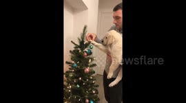 Santa's little helper! Adorable puppy helps owner decorate Christmas tree