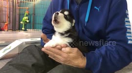Alaskan Malamute Puppy Howling