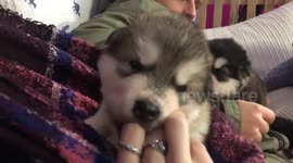 Sweetest way to Bond with a 3 week old puppy