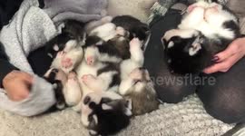Seven adorable puppies sleep piled on top of each other in Canadian home
