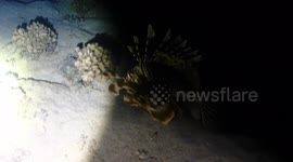 Night hunting with a lion fish