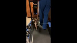 'Burning holiday calories!' Hilarious moment athletic KITTEN hops on a treadmill in Minneapolis