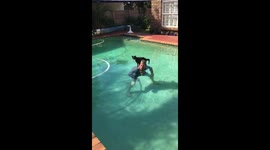 Swimming Cat after rescue