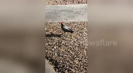 Bizarre moment pigeons spotted with tiny cowboy hats in Las Vegas