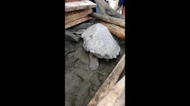 Sea turtle rescued after being washed onto beach by typhoon in the Philippines