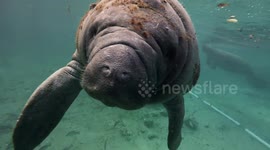 Beautiful close encounter with manatees who crowd into Florida spring seeking refuge from the cold Gulf waters