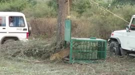 Baby leopard that got lost near human village rescued and released back into Indian jungle