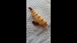 Fascinating moment male termite COMFORTS his 'wife' as she gives birth