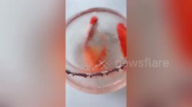 Goldfish frozen in ice come back to life after owner melts icy water