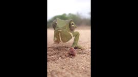 Chameleon slowly edging towards camera in South Africa shows off its speedy eye movements