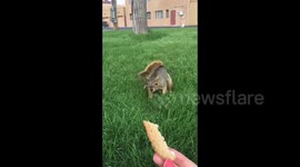 No good deed goes unbitten: Squirrel nibbles woman trying to feed it bread in Washington