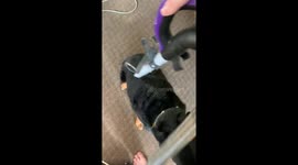 This dog blocks its owner's path until he is fully vacuumed