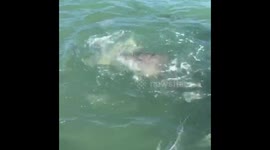 This is why I don’t swim in Florida!