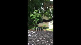 Beautiful Caterpillar making its way across wall fence.