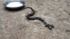 Crowd of villagers gather to witness double headed snake discovered in eastern India