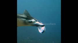 Manta Ray passing inches above