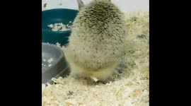 How to scratch yourself