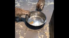 Combating water
