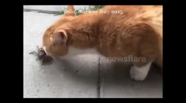 Dog vs crab vs rabbit vs cat!