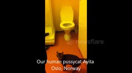 Cat goes on  human toilet!