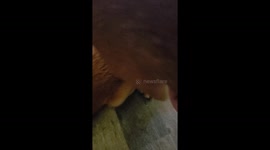 Trimble the special needs dog learning how to walk in Texas home