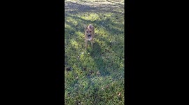 Twitch gets giddy! Running from momma!