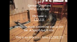 Homemade treat toy! Simple! German Shepards first try! Amazing!