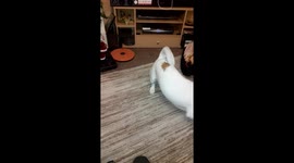 Butch the Jack Russell Pup has fun chasing red laser dot on floor