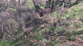 Bucks fighting over Does during the rut