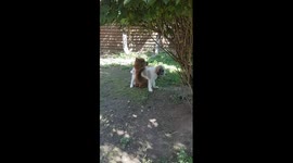 Pablo the alpaca playing with his best friend, Iancu