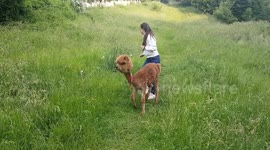 Hide and seek alpaca is playful in Romania