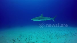 Extreme lion fish spearing with sharks.