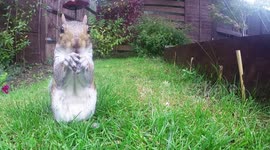 Squirrel (close up) stealing food from garden.