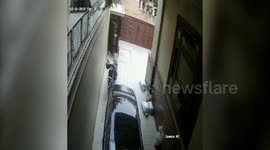 Runaway leopard that forced people lock themselves indoors, rescued after 17 hours in northwestern India