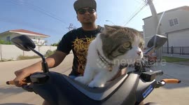 Cat chills out while riding on motorcycle with his owner
