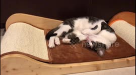 Pet Cat Naps In Uncomfortable Position