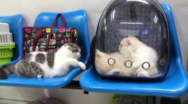 Two Cats Flirt At The Vets