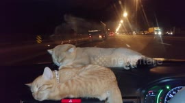 Two cats sleep on car's dashboard