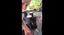 Stray dog brings bowl to ask for food