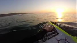 Surfing with dolphins at sunrise