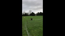 Double dog jump fail