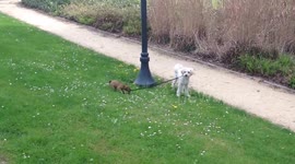 Let's go for a walk!