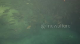 Manatee Coming Up For Air