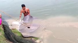 Massive 300-kilogram stingray caught and released by fishermen in eastern India