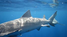 Lemon Sharks Get Up Close & Personal